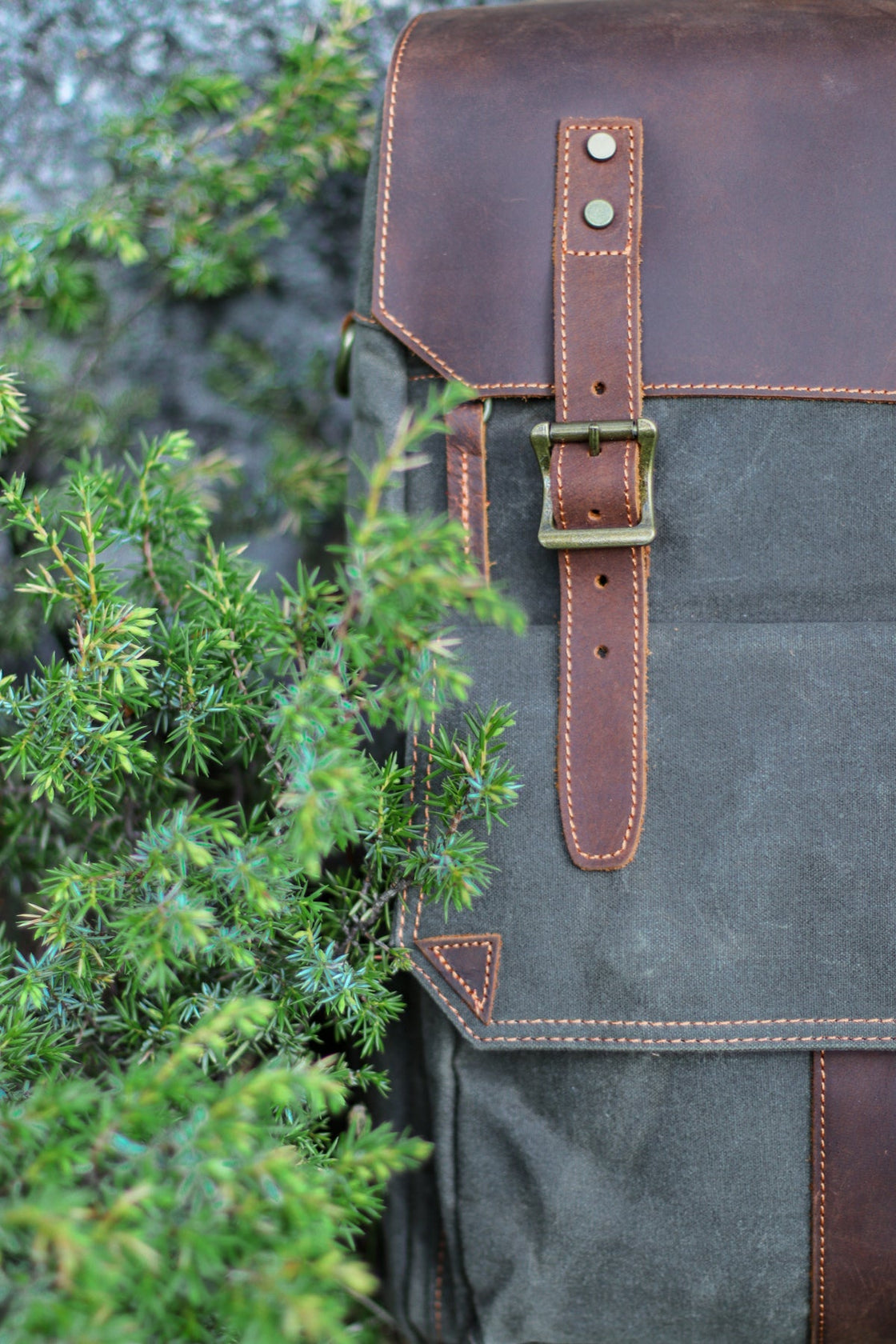 Détail vertical de la fermeture à sangle en cuir Algonquin avec boucle carrée en laiton, encadré par du feuillage de genévrier et la toile cirée vert gris foncé