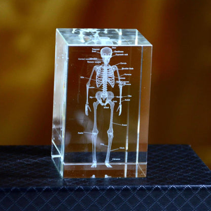 Diyion™ | 3D Crystal Anatomical Models - Diyion