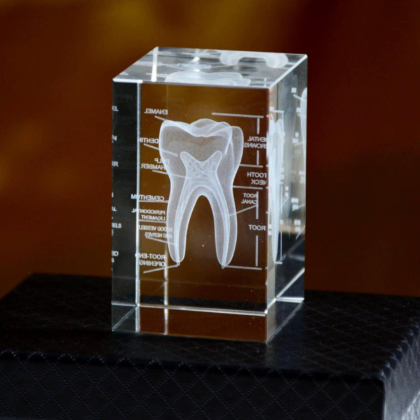 Diyion™ | 3D Crystal Anatomical Models - Diyion