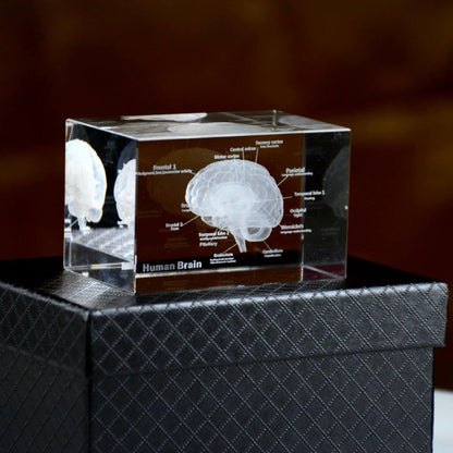 Diyion™ | 3D Crystal Anatomical Models - Diyion