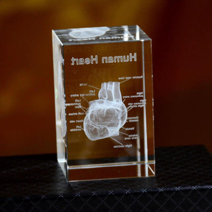 Diyion™ | 3D Crystal Anatomical Models - Diyion