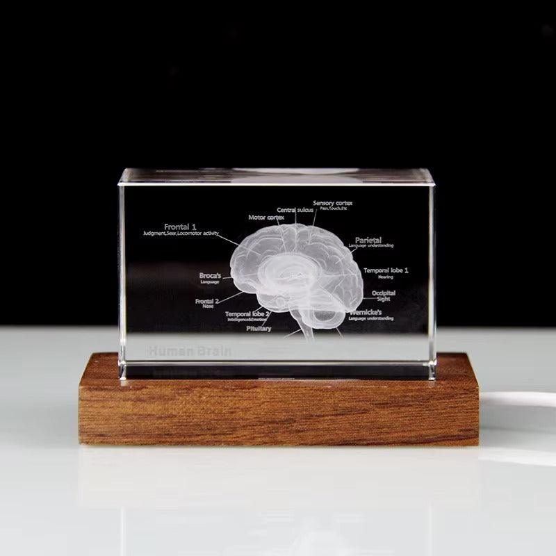 Diyion™ | 3D Crystal Anatomical Models - Diyion
