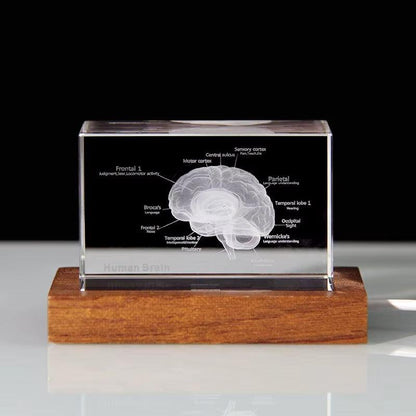 Diyion™ | 3D Crystal Anatomical Models - Diyion