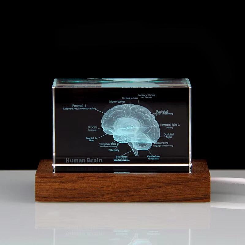 Diyion™ | 3D Crystal Anatomical Models - Diyion