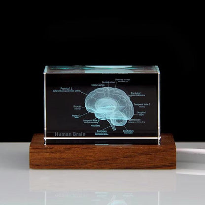 Diyion™ | 3D Crystal Anatomical Models - Diyion