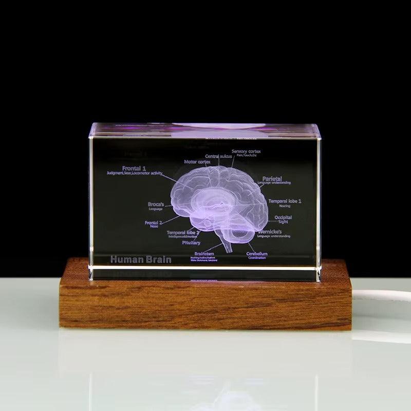 Diyion™ | 3D Crystal Anatomical Models - Diyion